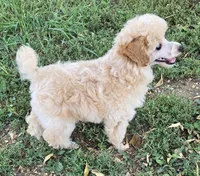 Pepe, a male Poodle - Toy  for sale in Howard, SD – 4 of 5