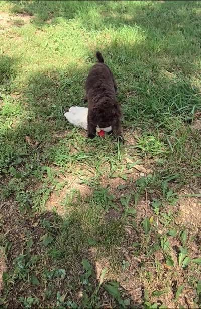Beau, a male Poodle - Miniature  for sale in Howard, SD – 6 of 6