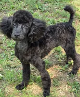Paco, a male Poodle - Miniature  for sale in Howard, SD – 7 of 7