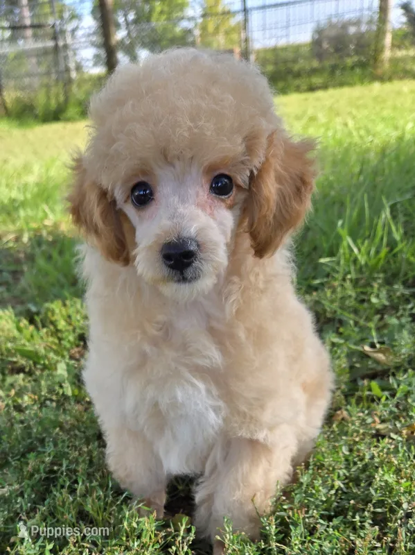 Pepe – Poodle - Toy  puppy for sale in Howard, SD