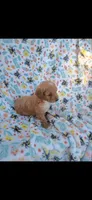 kregan, a male Cavapoo for sale in Telephone, TX – 2 of 2