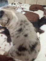 simon, a male Toy Australian Shepherd for sale in Telephone, TX – 2 of 3