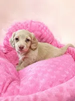 Marci, a female Miniature Dachshund for sale in Telephone, TX – 1 of 1
