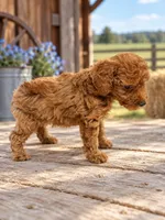 rocky, a male Poodle - Toy  for sale in Telephone, TX – 1 of 1