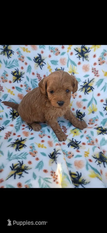 Kreed – Cavapoo puppy for sale in Telephone, TX