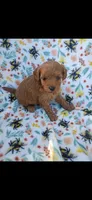 Kreed, a male Cavapoo for sale in Telephone, TX – 1 of 1