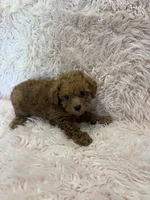 Summer, a  Poodle - Toy  for sale in Telephone, TX – 1 of 2