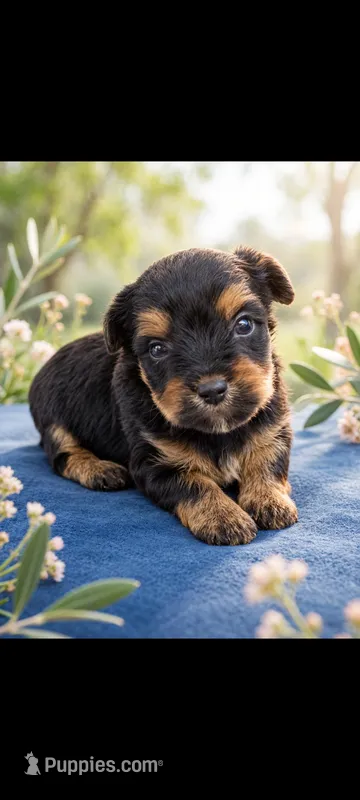 logan – Yorkshire Terrier puppy for sale in Telephone, TX