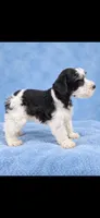 Beau, a female Miniature Schnauzer for sale in Telephone, TX – 2 of 2