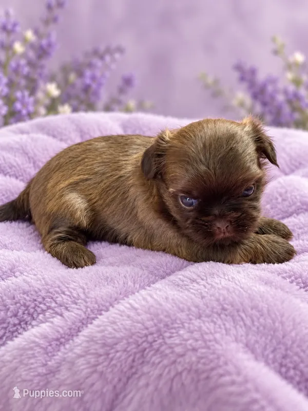 lexia – Shih Tzu puppy for sale in Telephone, TX