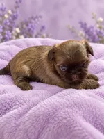 lexia, a female Shih Tzu for sale in Telephone, TX – 1 of 1