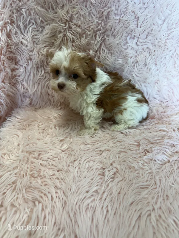 calley – Yorkshire Terrier puppy for sale in Telephone, TX