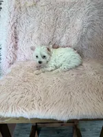 Charlotte , a female Yorkshire Terrier for sale in Telephone, TX – 2 of 2