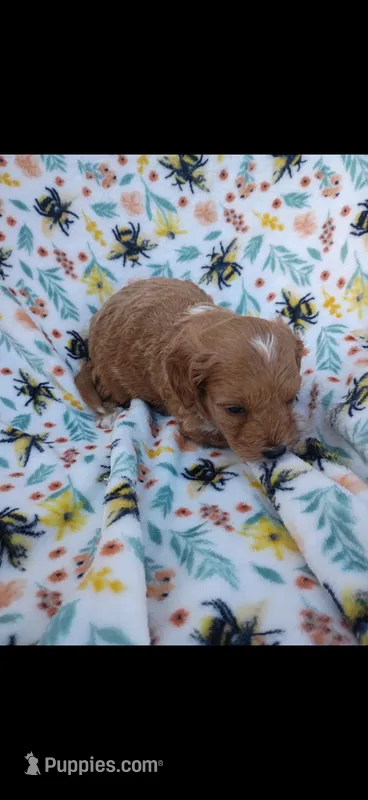 kregan – Cavapoo puppy for sale in Telephone, TX