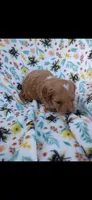 kregan, a male Cavapoo for sale in Telephone, TX – 1 of 2