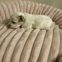 Quinn, a female Yorkshire Terrier for sale in Telephone, TX – Photo 6 of 9