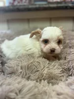 Quinn, a female Yorkshire Terrier for sale in Telephone, TX – Photo 4 of 9