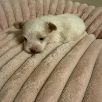 Quinn, a female Yorkshire Terrier for sale in Telephone, TX – Photo 5 of 9