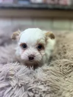 Quinn, a female Yorkshire Terrier for sale in Telephone, TX – Photo 2 of 9