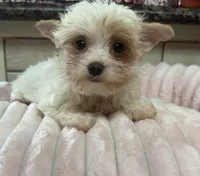 Quinn, a female Yorkshire Terrier for sale in Telephone, TX – 4 of 8