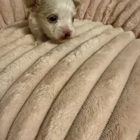 Quinn, a female Yorkshire Terrier for sale in Telephone, TX – Photo 7 of 9