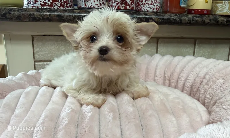 Quinn – Yorkshire Terrier puppy for sale in Telephone, TX