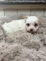 Quinn, a female Yorkshire Terrier for sale in Telephone, TX – Photo 3 of 9