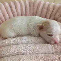 Quinn, a female Yorkshire Terrier for sale in Telephone, TX – Photo 9 of 9