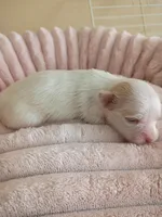 Quinn, a female Yorkshire Terrier for sale in Telephone, TX – Photo 2 of 2