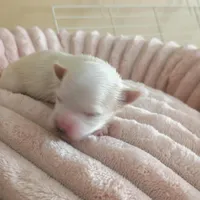 Quinn, a female Yorkshire Terrier for sale in Telephone, TX – Photo 8 of 9