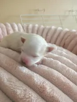 Quinn, a female Yorkshire Terrier for sale in Telephone, TX – Photo 1 of 2