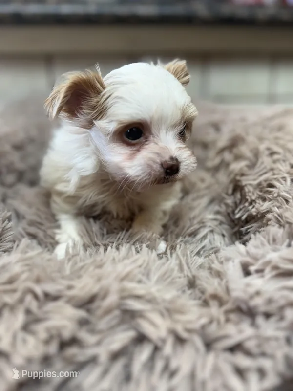 Quinn – Yorkshire Terrier puppy for sale in Telephone, TX