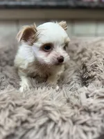 Quinn, a female Yorkshire Terrier for sale in Telephone, TX – Photo 1 of 9