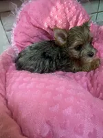 Jewel, a female Yorkshire Terrier for sale in Telephone, TX – 3 of 3