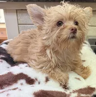 Joker, a male Yorkshire Terrier for sale in Telephone, TX – 1 of 3