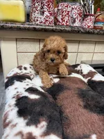 Kramer, a male Cavapoo for sale in Telephone, TX – 4 of 6