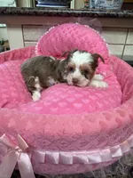 Rosa, a female Yorkshire Terrier for sale in Telephone, TX – 4 of 4