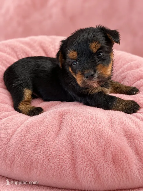 Gemma  – Yorkshire Terrier puppy for sale in Telephone, TX