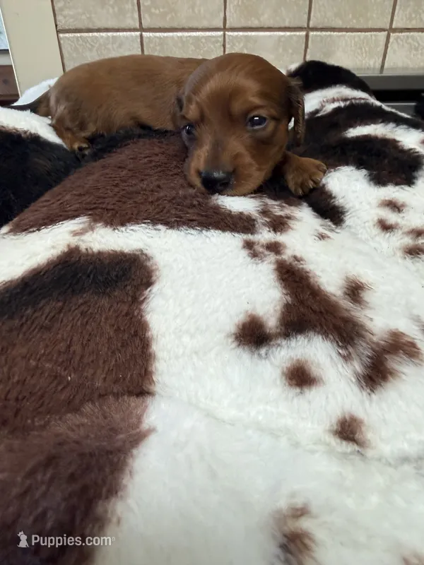 Clyde  AKC – Miniature Dachshund puppy for sale in Telephone, TX