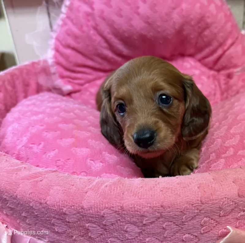 Bonnie AKC – Miniature Dachshund puppy for sale in Telephone, TX