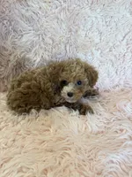 june, a  Poodle - Toy  for sale in Telephone, TX – 3 of 3