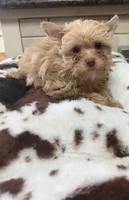 Joker, a male Yorkshire Terrier for sale in Telephone, TX – 3 of 3