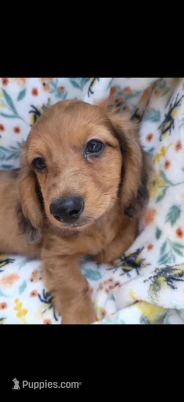 Scott – Miniature Dachshund puppy for sale in Telephone, TX