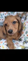 Scott, a male Miniature Dachshund for sale in Telephone, TX – 1 of 2