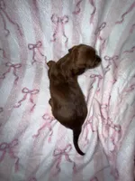 Venus , a female Miniature Dachshund for sale in Telephone, TX – Photo 2 of 3