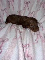 Venus , a female Miniature Dachshund for sale in Telephone, TX – Photo 1 of 3