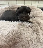 Sassafrass, a female Miniature Schnauzer for sale in Telephone, TX – Photo 2 of 4