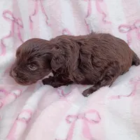 Sassafrass, a female Miniature Schnauzer for sale in Telephone, TX – Photo 3 of 4