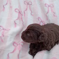 Sassafrass, a female Miniature Schnauzer for sale in Telephone, TX – Photo 4 of 4