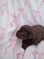 Sassafrass, a female Miniature Schnauzer for sale in Telephone, TX – Photo 1 of 2